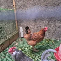 مرغ تخم گذار