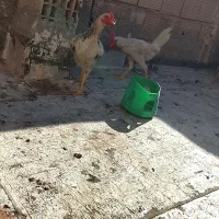 مرغ خوروس رسمی