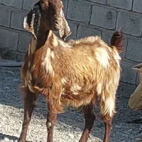 بز آبستن سر مایه|حیوانات مزرعه|جیرفت, |دیوار