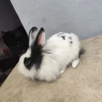 خرگوش|موش و خرگوش|مهاباد (آذربایجان غربی), |دیوار