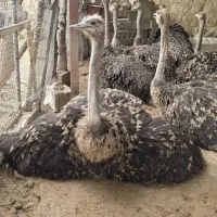 شترمرغ پرواری وتخم گذار