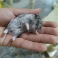 12تا همستر کمپل 4هفته ای