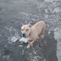 سگ پیتبول اصیل