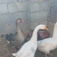 غوغاز|حیوانات مزرعه|فارسان, |دیوار