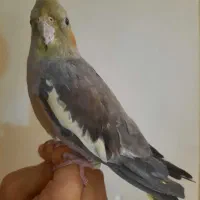 عروس هلندی|پرنده|شاهین‌شهر, فردوسی|دیوار