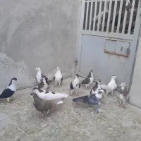 کبوتر|پرنده|قم, دروازه ری|دیوار