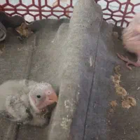 جوجه طوطی سرلاکی