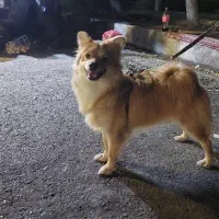 پامر اشپیتز خانگی|سگ|ری, شهرری|دیوار