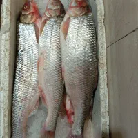 سفید درجه 1 بندر انزلی