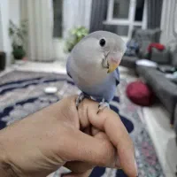 طوطی کوتوله برزیلی فوق دستی،بهش بگی بیا،میادرودستت