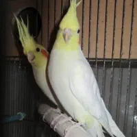 عروس هلندی مولد به شرط تخم نتفه دار