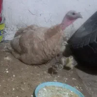 بقلمون|حیوانات مزرعه|چگنی, |دیوار