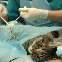 فراخوان طرح حمایتی عقیم سازی سگ و گربه