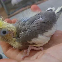 عروس هلندی جوجه ۳۰ روزه