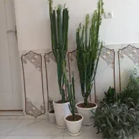 گل افروبیا بلند