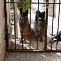 سگ معاوضه با هرچی بکارم بیاد