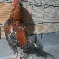 مرغ وخروس لاری و ساده|حیوانات مزرعه|خان ببین, |دیوار