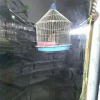 سهره قناری  سهره خاکی عروس هلندی