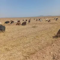 فروش ۴۰ راس بز داشتی|حیوانات مزرعه|اصفهان, شهرستان|دیوار