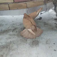 کفترزرد|پرنده|ارس, |دیوار