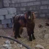 نری چاق دوساله