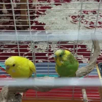 دوعدد مرغ عشق زیبا وسالم