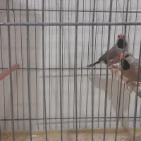 فنچ کرباتی رنگ خاص|پرنده|قم, ارم|دیوار