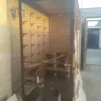 کبوتر گمشده