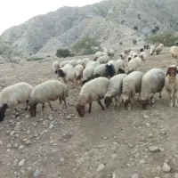 گوسفند لری آبستن شک و دو و سه بره|حیوانات مزرعه|پلدختر, |دیوار