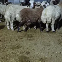 ۳۰ راس بره نر و ماده پروار درجه یک گوسفند|حیوانات مزرعه|سرپل ذهاب, |دیوار