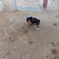 گاو وگوساله  وماده ونر|حیوانات مزرعه|اقلید, |دیوار