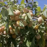 فروش فوری باغ|فروش زمین و ملک کلنگی|بوانات, |دیوار