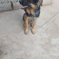 سگ ژرمن|سگ|بیدشهر, |دیوار