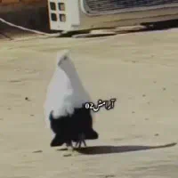 نر شونی کاکولی