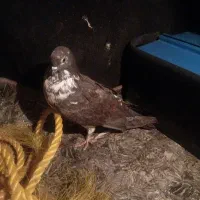 کبوتر شکار|پرنده|یزد, |دیوار