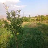 حرص درخت سیب