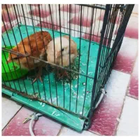 دوتا جوجه رسمی فروشی