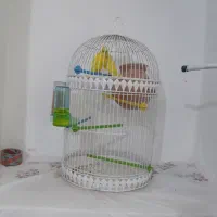 مرغ عشق خاص لتینو پروانه ای