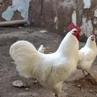 جفت مولد استرالوپ سفید وارداتی