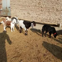 عدد بز|حیوانات مزرعه|پاکدشت, پارچین|دیوار