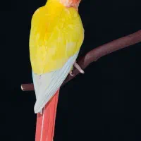 سالن پرورش طوطی|پرنده|زنجان, |دیوار