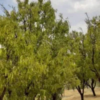 اب و زمین رعیتی گلشن