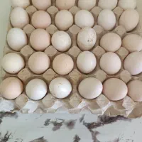 تخم مرغ محلی