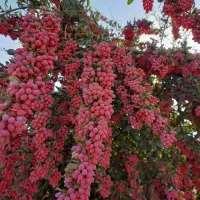 خریدار زرشک شاخه وخشک