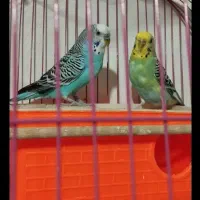 مرغ عشق خوش رنگ بدون قفس