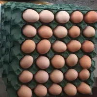 تخم مرغ محلی گلپایگان