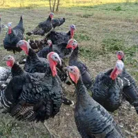 بوقلمون محلی|حیوانات مزرعه|نیر (اردبیل), |دیوار