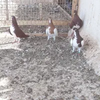 کبوتر شهری|پرنده|بوشهر, |دیوار