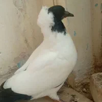 جفت کفترپرستویی،|پرنده|شیروان (خراسان), |دیوار