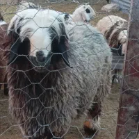 فروش یک شیشک قوچ|حیوانات مزرعه|ارمند, |دیوار